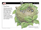 Building Nests Mini-Lesson -- PowerPoint Slideshow
