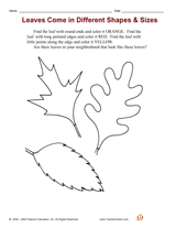 Leaves Come in Different Shapes & Sizes