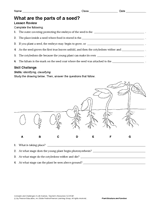 What Are the Parts of a Seed?