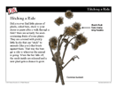 Seed Dispersal Mini-Lesson -- PowerPoint Slideshow